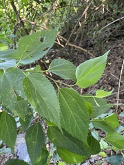 Celtis trinervia