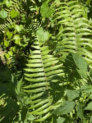 Nephrolepis biserrata