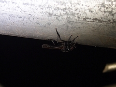 Dilophus nigrostigma