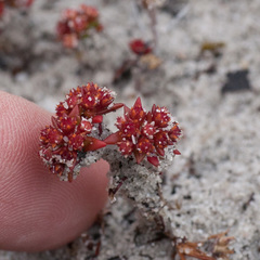 Crassula glomerata