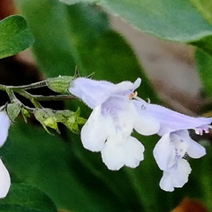 Clinopodium nepeta