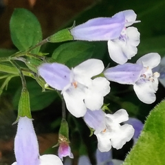 Clinopodium nepeta