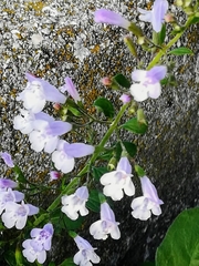 Clinopodium nepeta