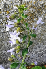 Clinopodium nepeta