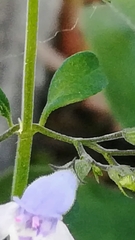 Clinopodium nepeta