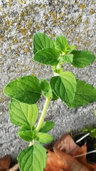 Clinopodium nepeta