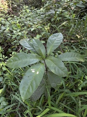 Capparidastrum frondosum