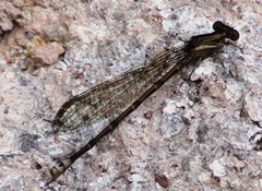 Argia lugens