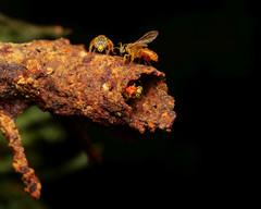 Tetragona ziegleri