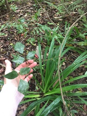 Rhoicissus rhomboidea
