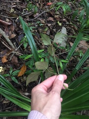 Rhoicissus rhomboidea