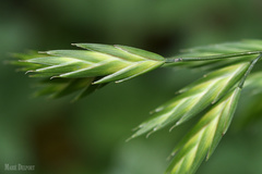 Bromus pectinatus