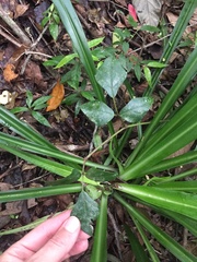 Rhoicissus rhomboidea