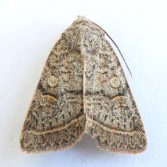 Homorthodes rectiflava