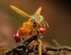 Tetragona ziegleri
