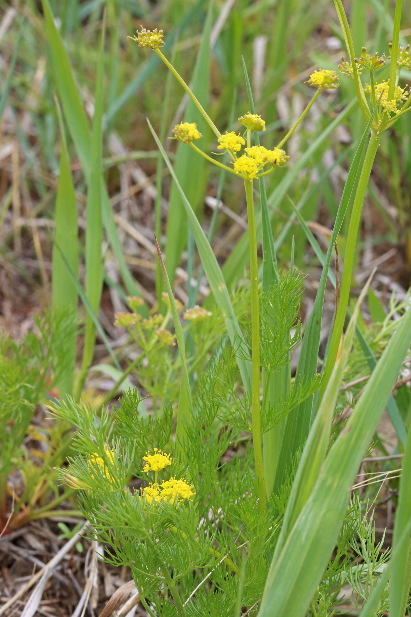 Lomatium bicolor var. bicolor