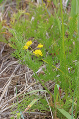 Lomatium bicolor bicolor