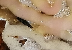 Exosphaeroma truncatitelson