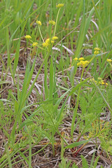 Lomatium bicolor bicolor