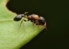 Nesomyrmex