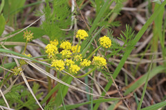 Lomatium bicolor bicolor