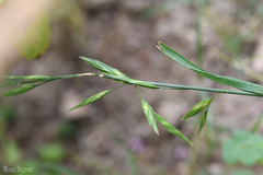 Bromus pectinatus