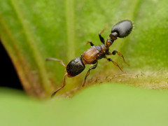 Nesomyrmex