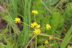 Lomatium bicolor bicolor