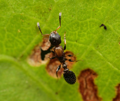 Nesomyrmex