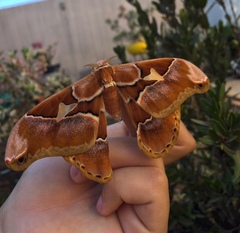 Rothschildia aurota