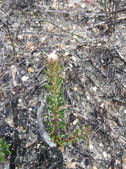 Trichocephalus stipularis