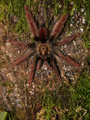 Psalmopoeinae