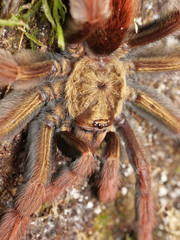 Psalmopoeinae