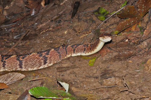 Chocoan Bushmaster, Lachesis acrochorda