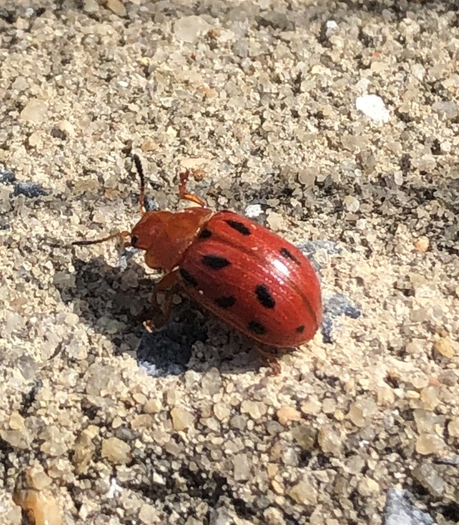 Stilodes duodecimmaculata