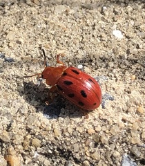 Stilodes duodecimmaculata