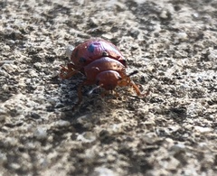 Stilodes duodecimmaculata