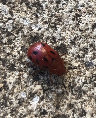 Stilodes duodecimmaculata