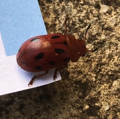 Stilodes duodecimmaculata