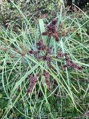 Cyperus ligularis image