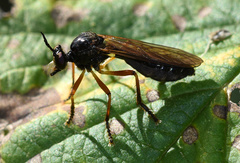 Dioctria cothurnata