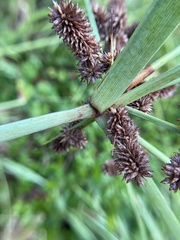 Cyperus ligularis image
