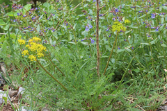Lomatium grayi grayi