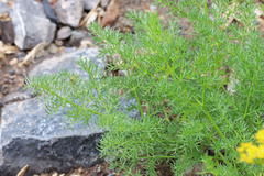 Lomatium grayi grayi