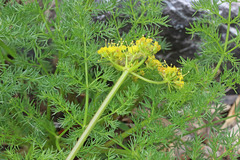 Lomatium grayi grayi