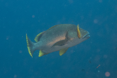 Lutjanus rivulatus