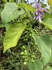 Solanum subinerme