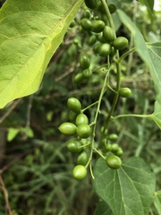Solanum subinerme