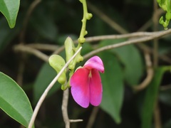 Canavalia bonariensis