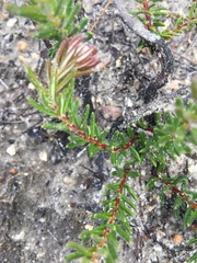 Trichocephalus stipularis